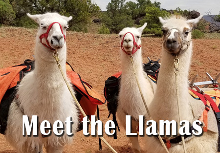 Meet the Llamas